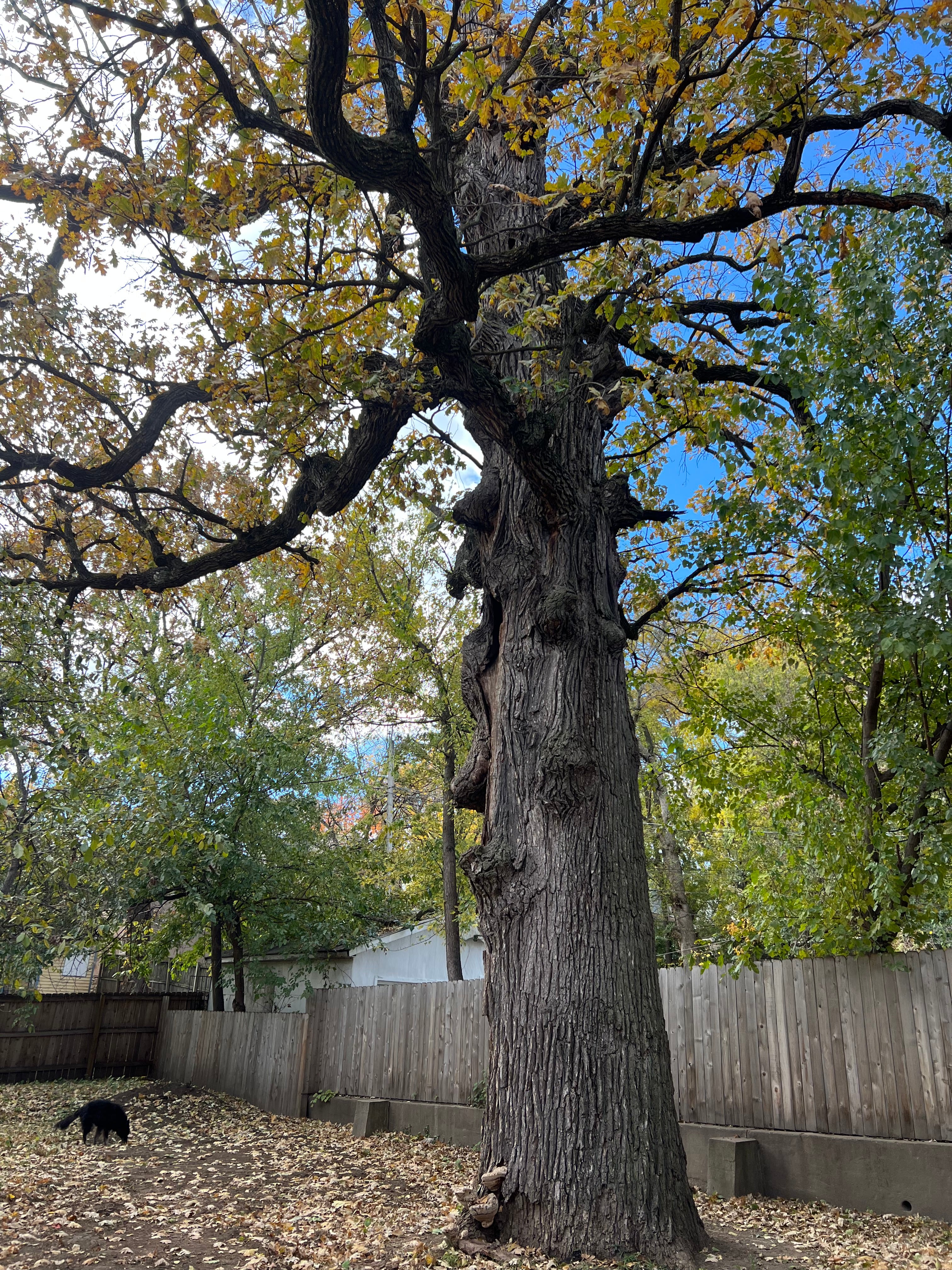 Add a Legacy Donation - $100