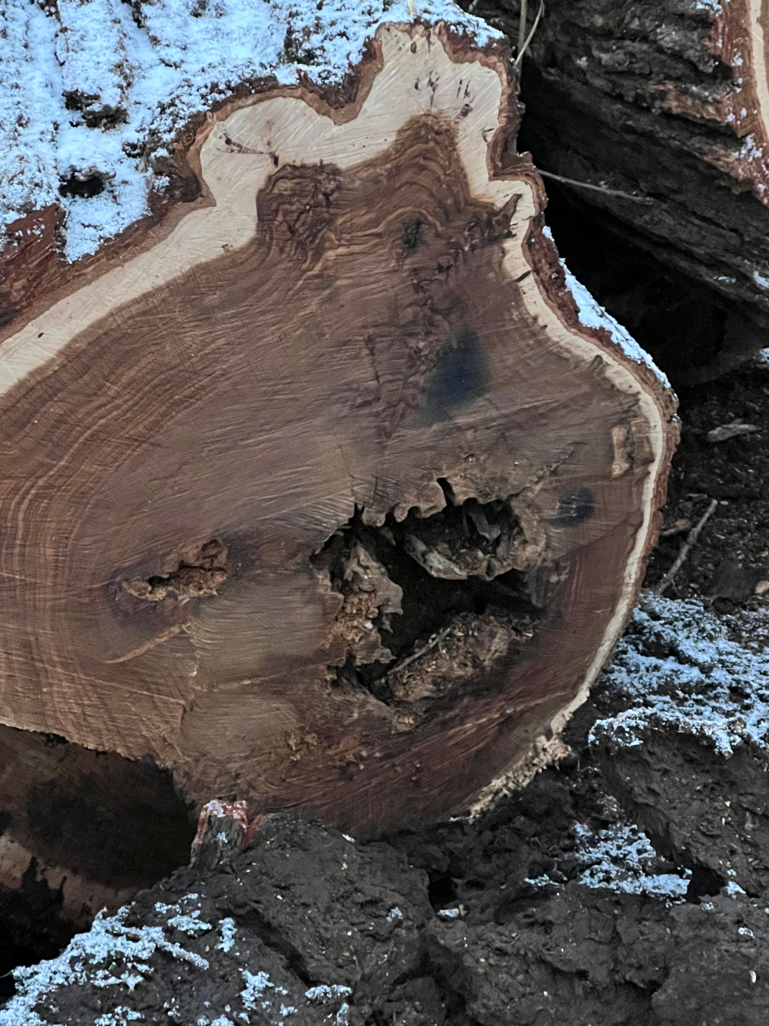 Frank Trunk Section — Small Round