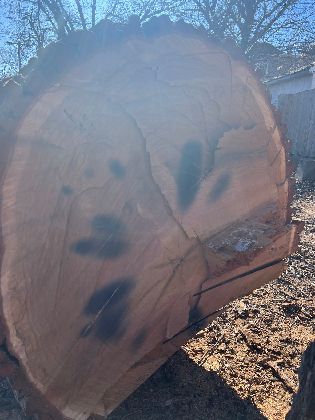 Frank Trunk Section — Large Round