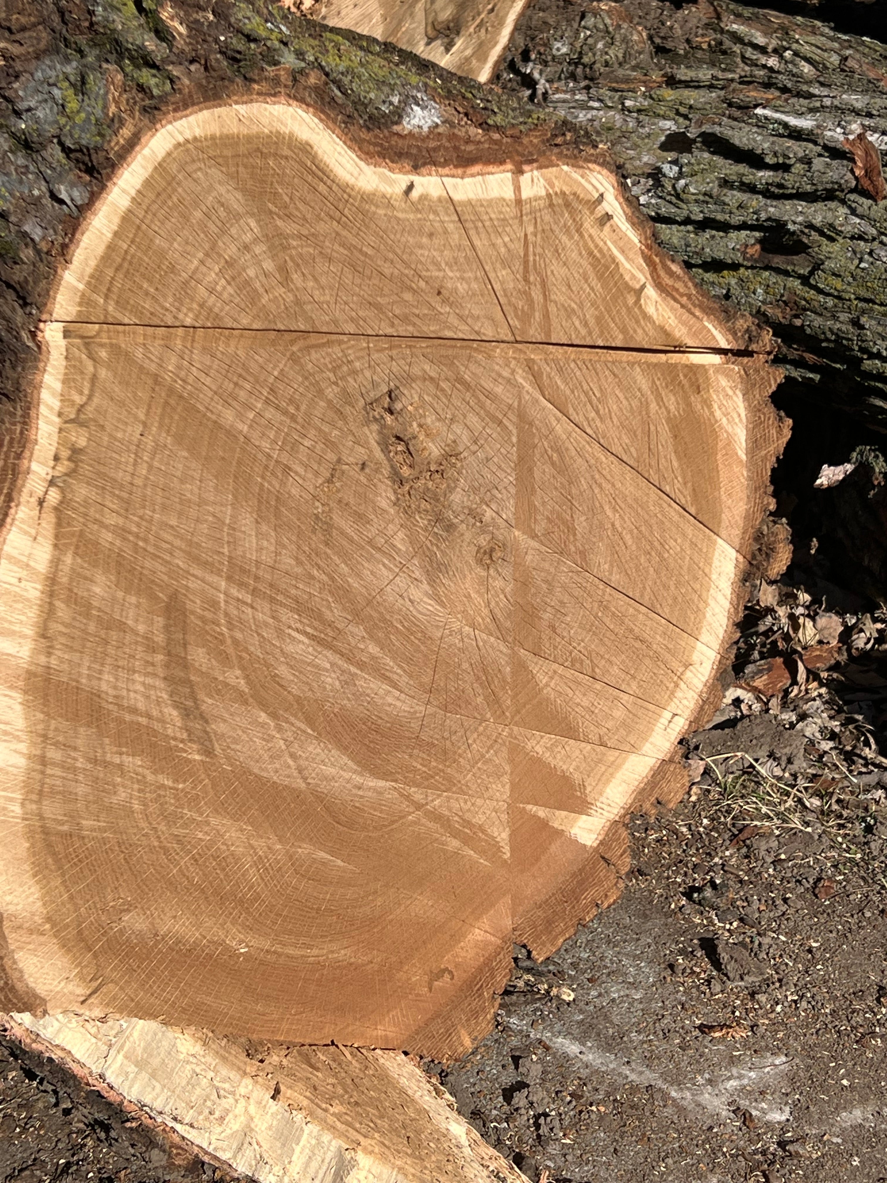 Frank Workshop Piece — Large Wood for DIY Projects